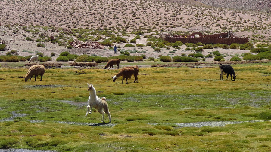Tatio Geysers
