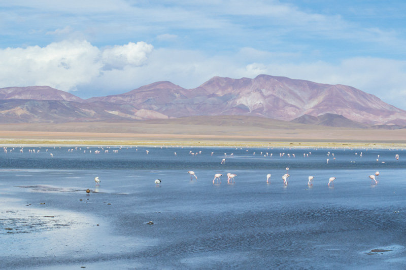 Tara Salt Flat