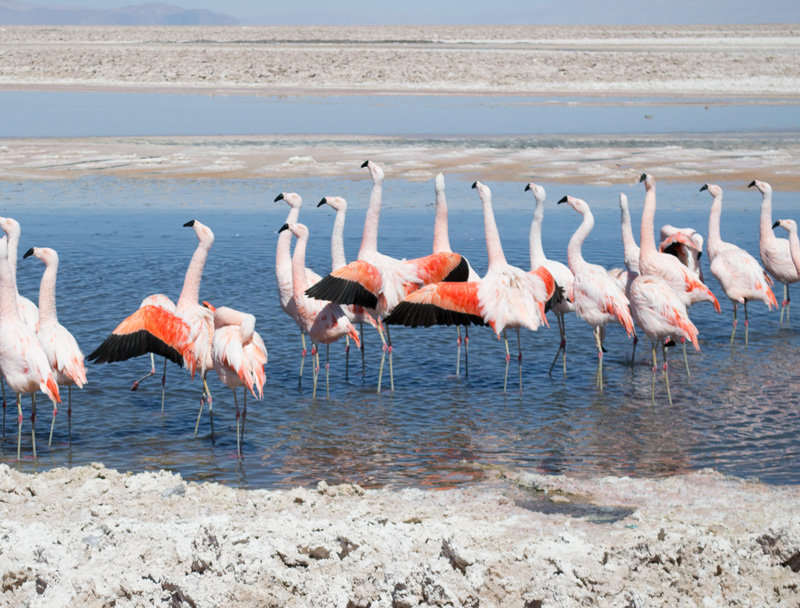 Atacama Salt Flat, Chaxa Lake
