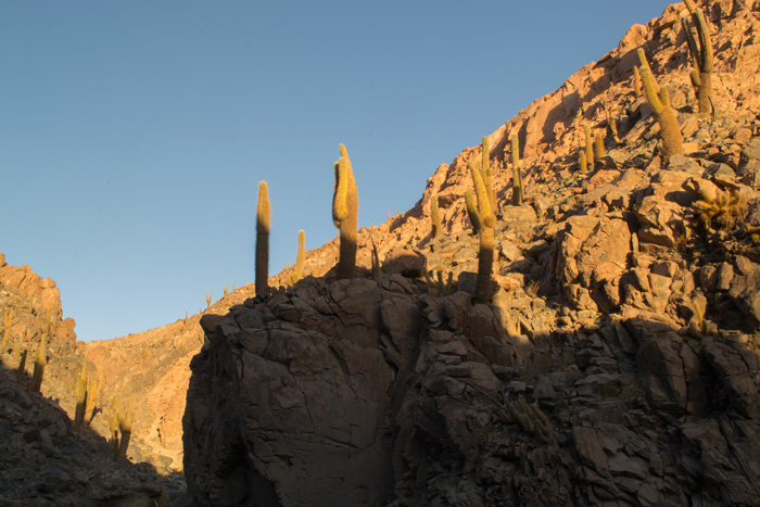 Guatin's Cacti Forest